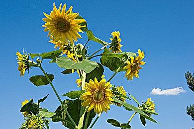 《艾尔登法环》PC销量或破千万 静待“黄金树之影”